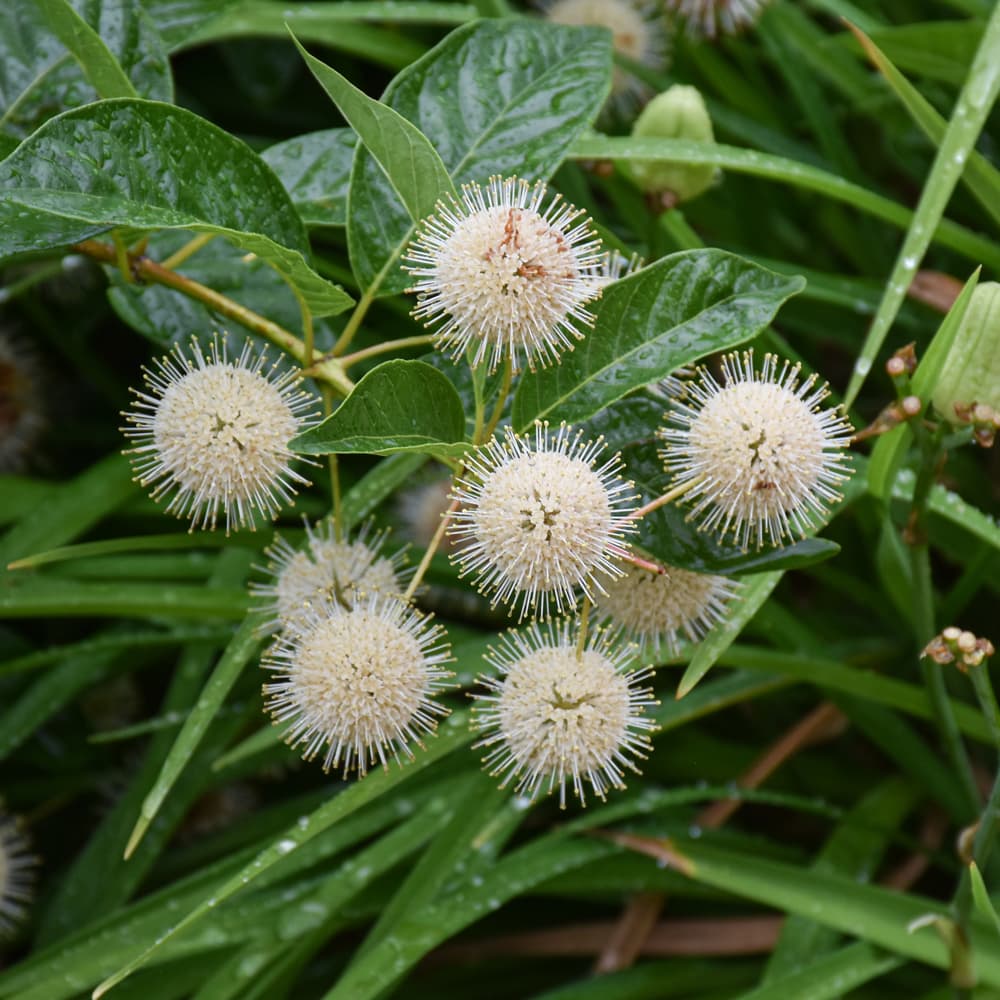 NetPS Plant Finder (www.netpsplantfinder.com)