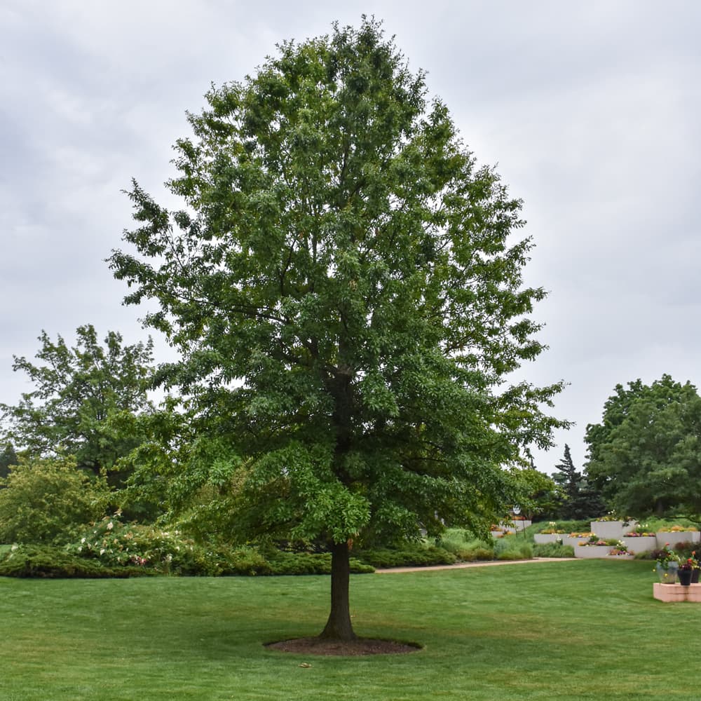 NetPS Plant Finder (www.netpsplantfinder.com)