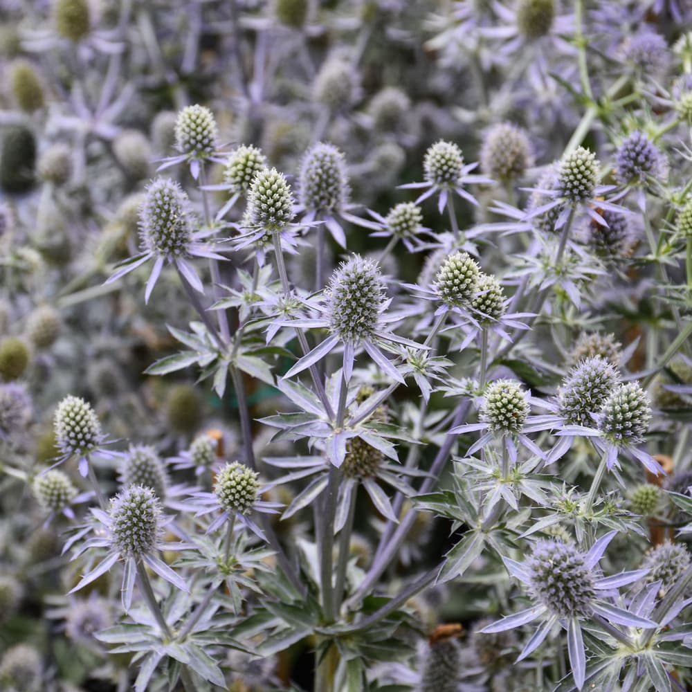 NetPS Plant Finder (www.netpsplantfinder.com)