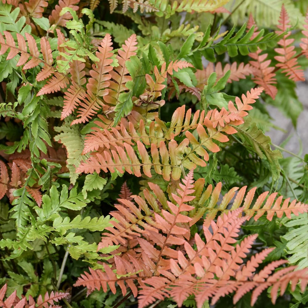 NetPS Plant Finder (www.netpsplantfinder.com)