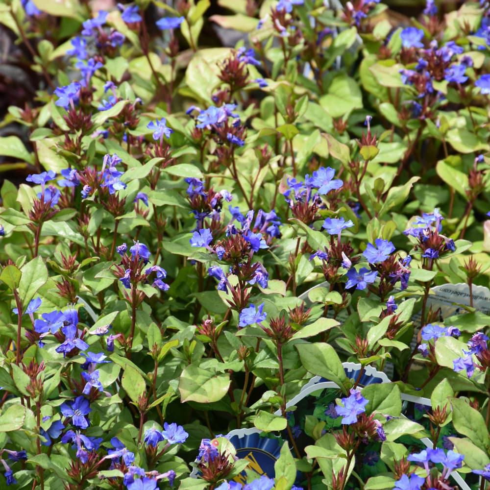 NetPS Plant Finder (www.netpsplantfinder.com)