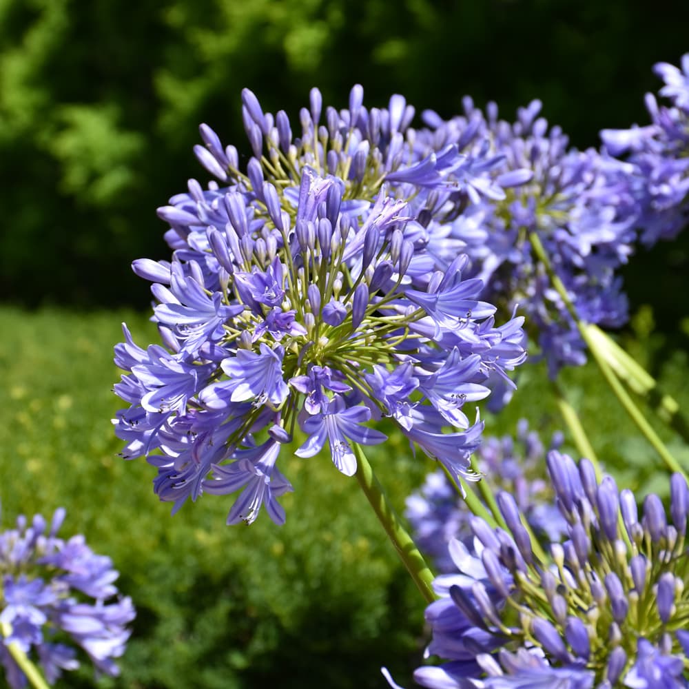 NetPS Plant Finder (www.netpsplantfinder.com)
