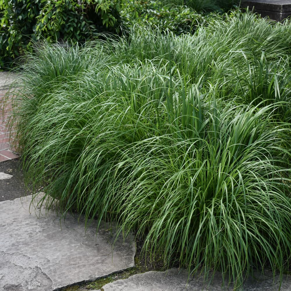 NetPS Plant Finder (www.netpsplantfinder.com)