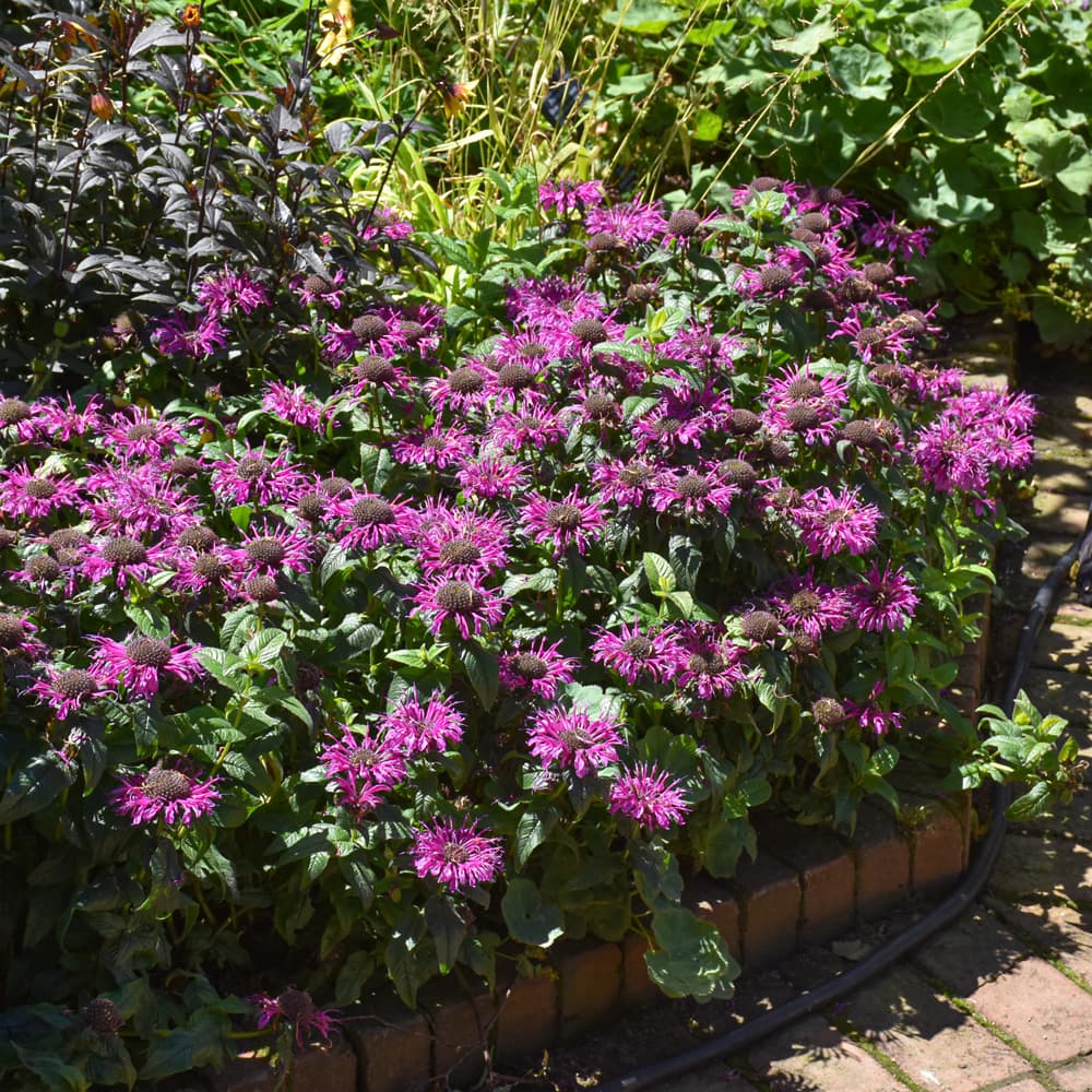 NetPS Plant Finder (www.netpsplantfinder.com)