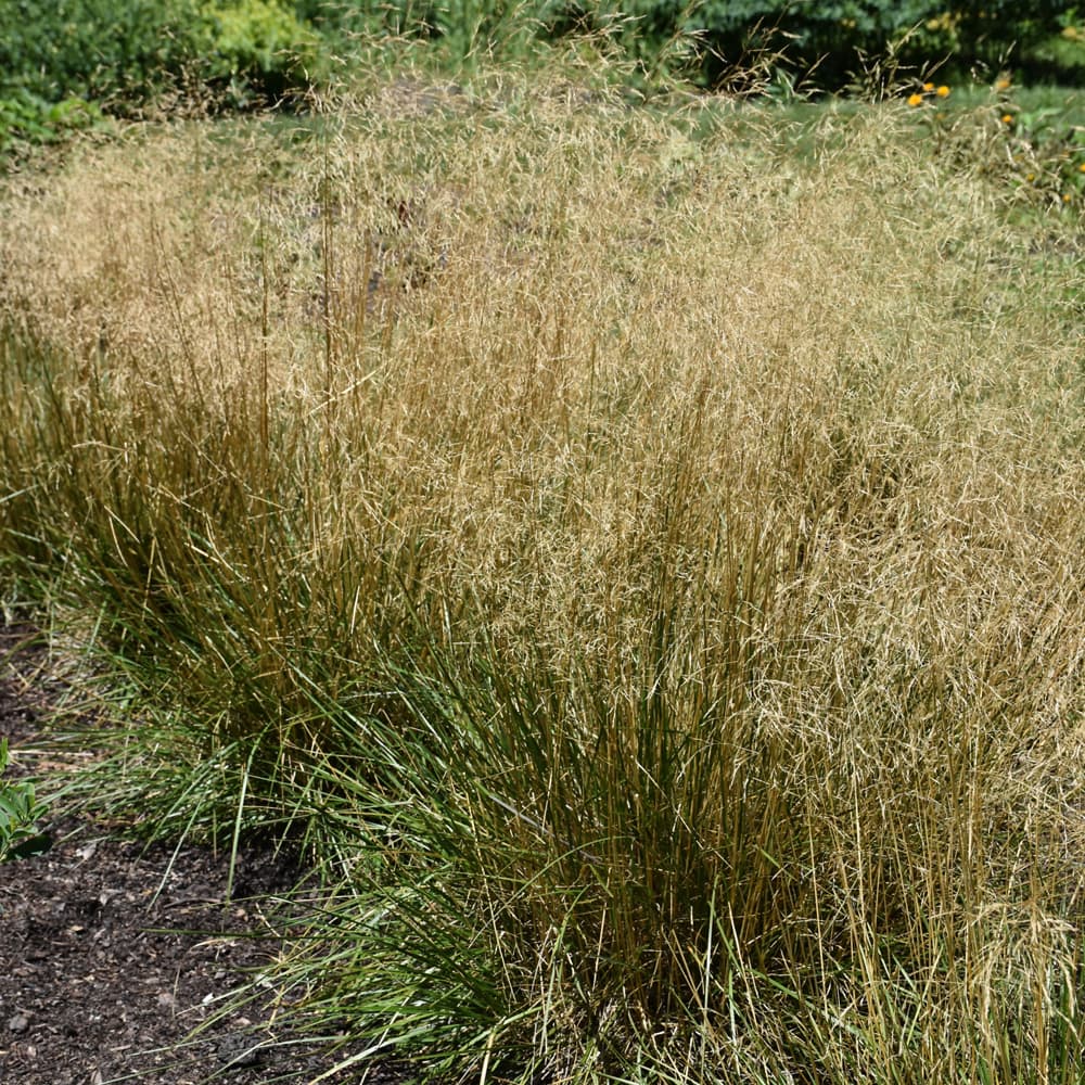 NetPS Plant Finder (www.netpsplantfinder.com)