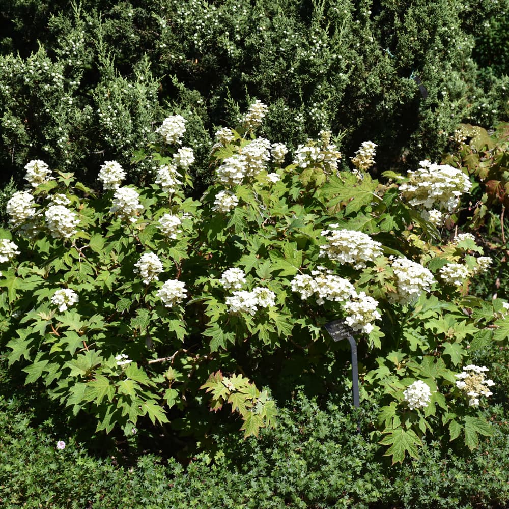 NetPS Plant Finder (www.netpsplantfinder.com)