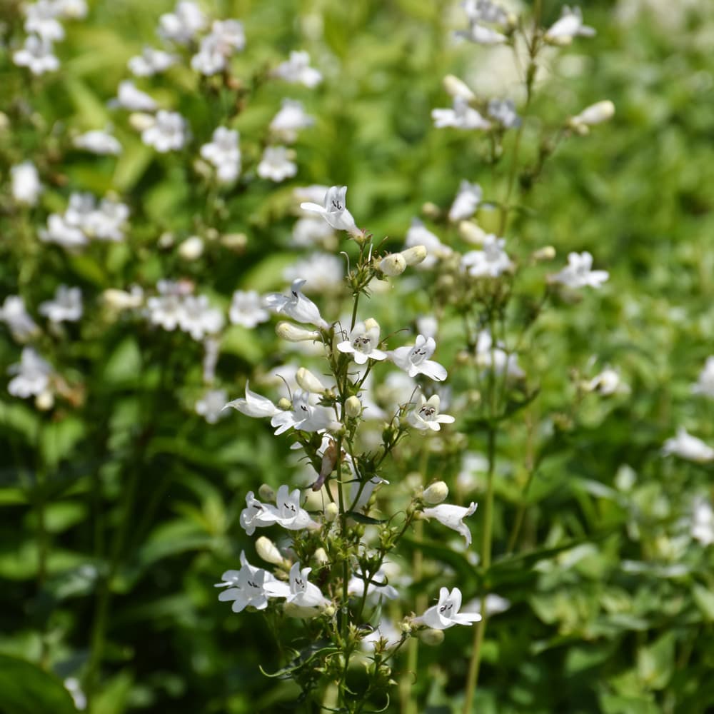 NetPS Plant Finder (www.netpsplantfinder.com)