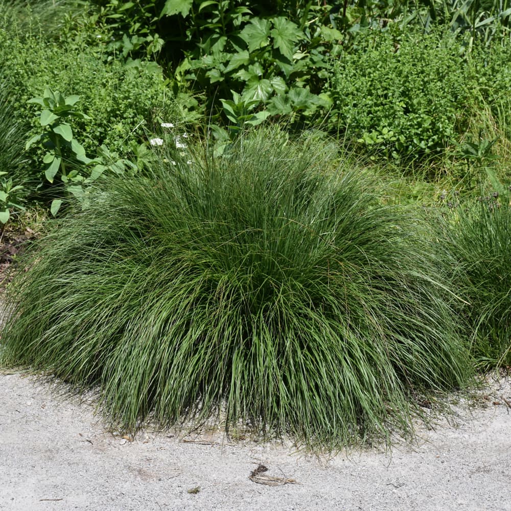 NetPS Plant Finder (www.netpsplantfinder.com)