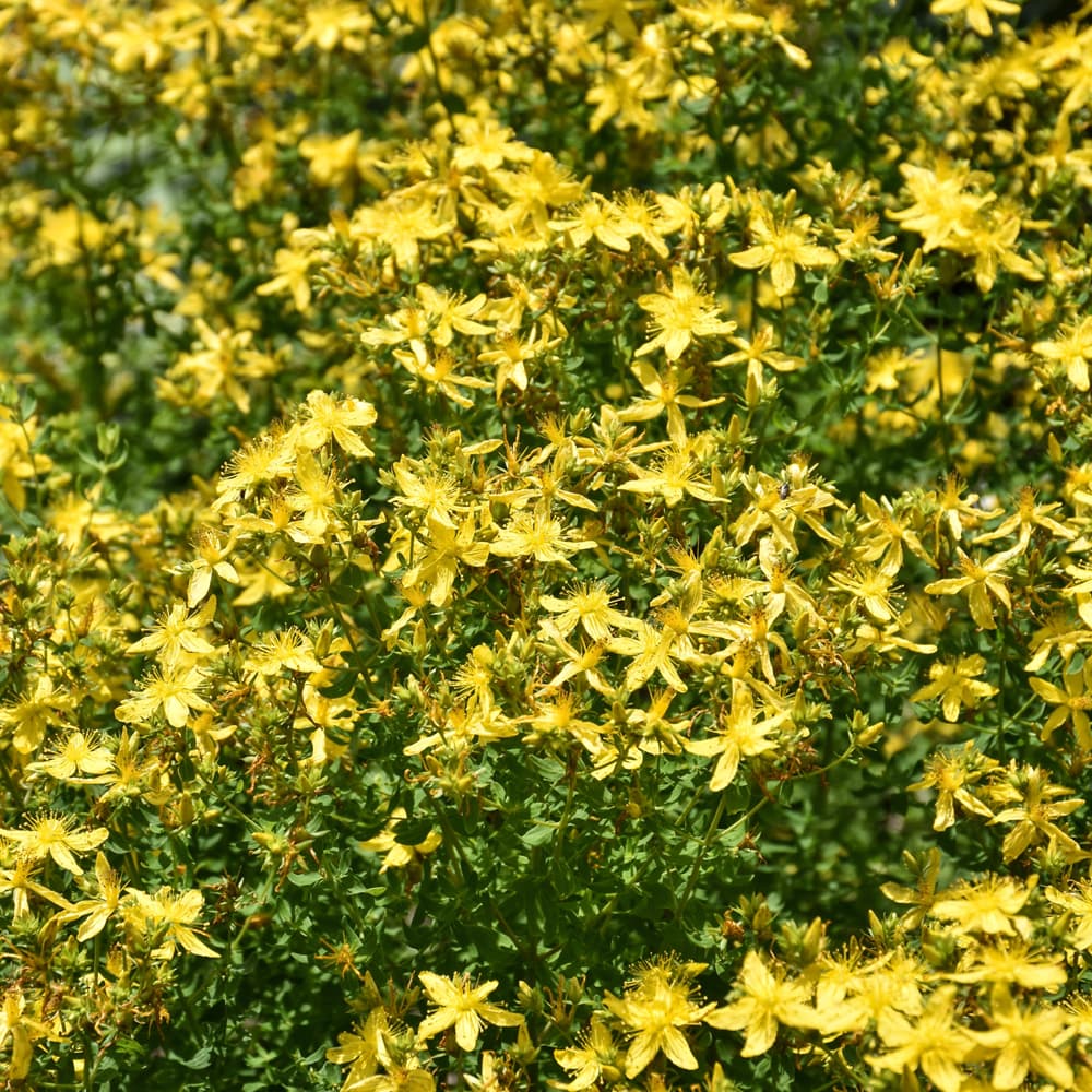 NetPS Plant Finder (www.netpsplantfinder.com)