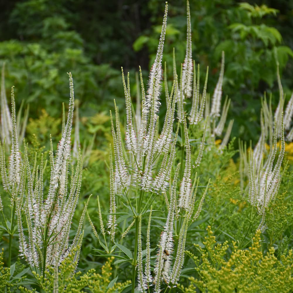 NetPS Plant Finder (www.netpsplantfinder.com)