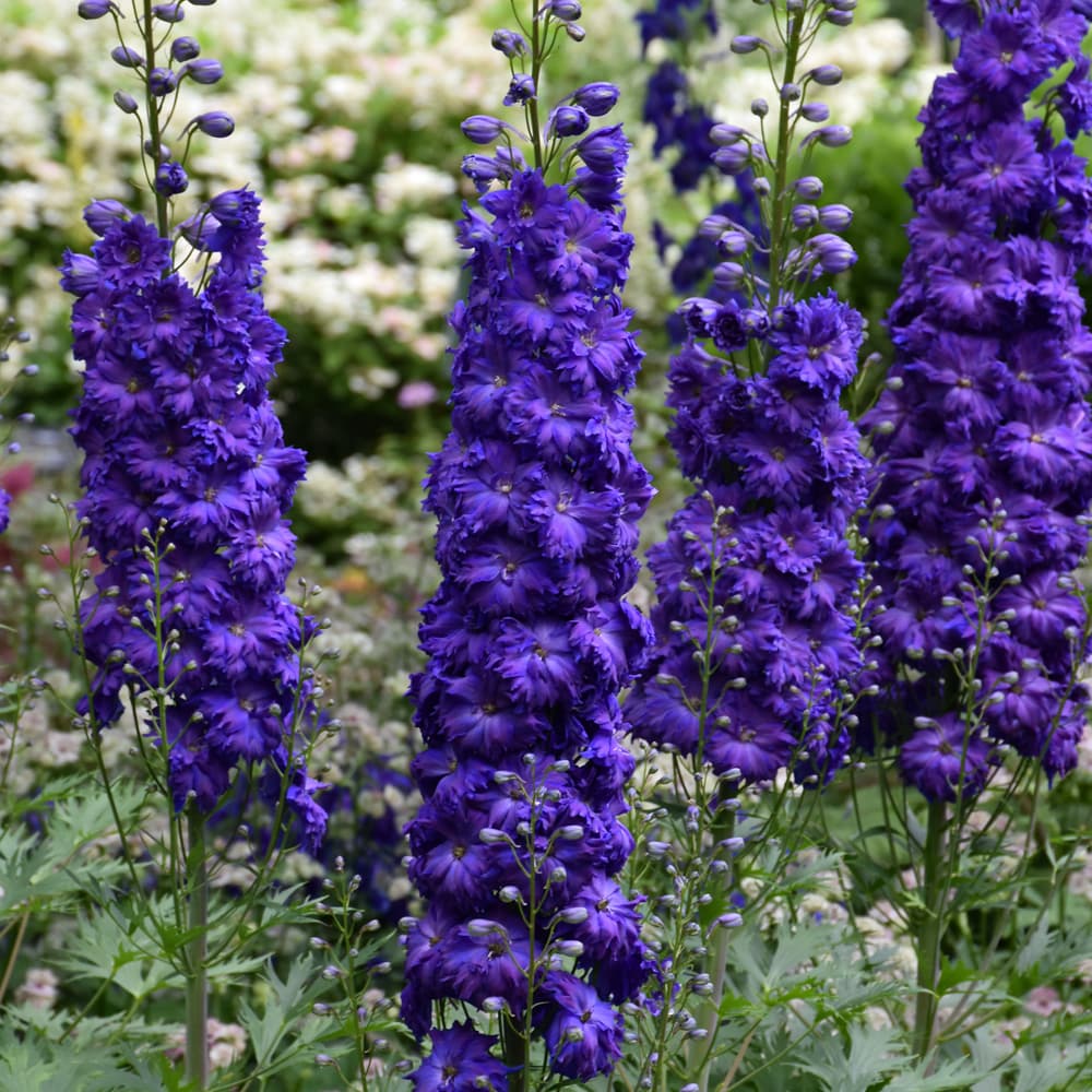 NetPS Plant Finder (www.netpsplantfinder.com)