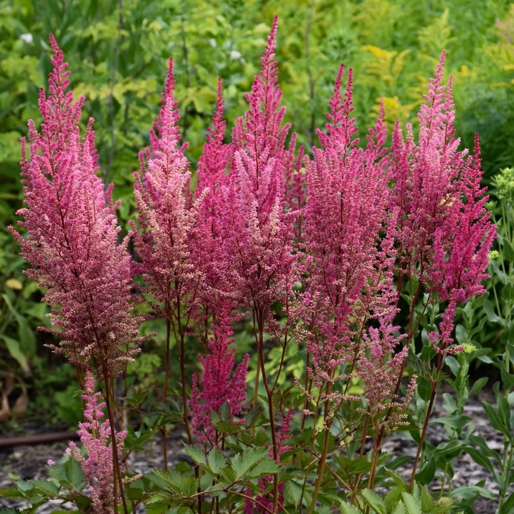 NetPS Plant Finder (www.netpsplantfinder.com)