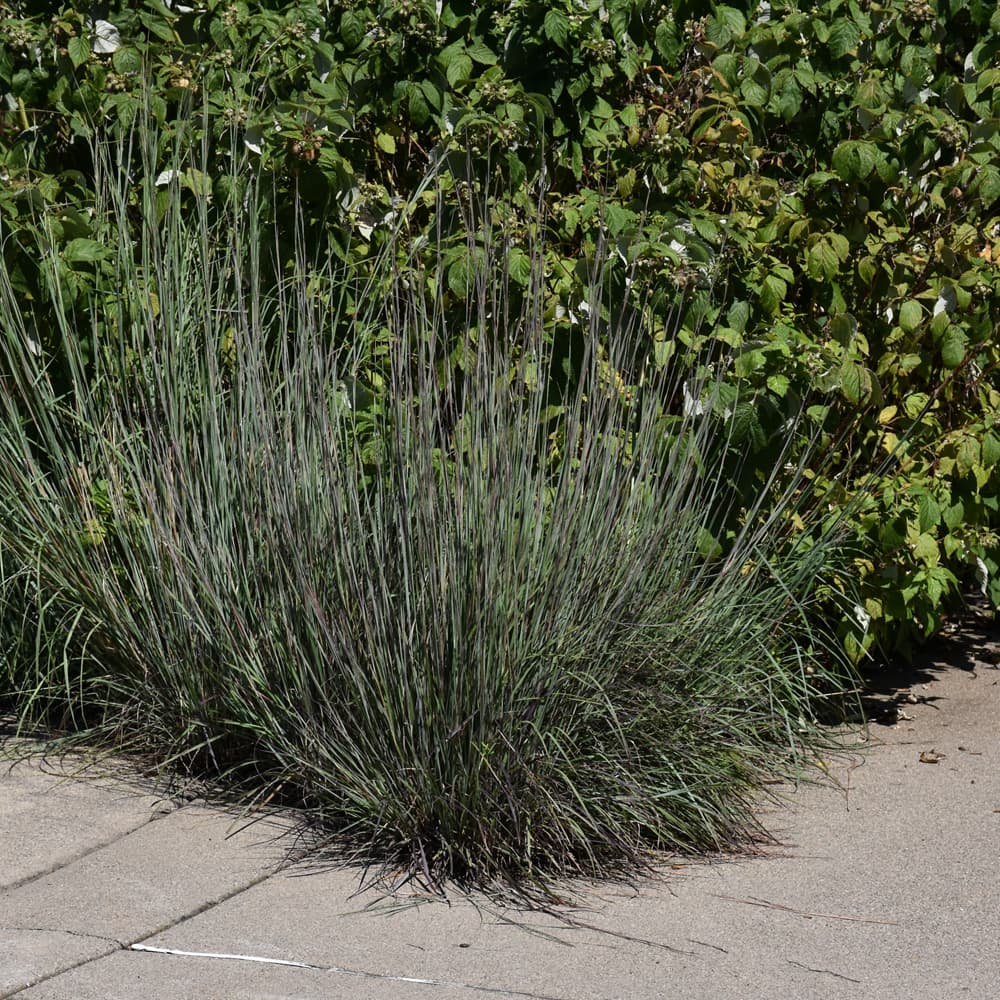 NetPS Plant Finder (www.netpsplantfinder.com)