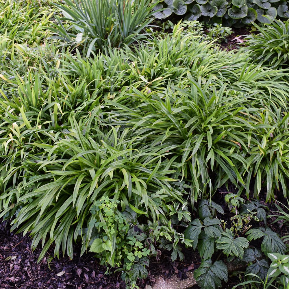 NetPS Plant Finder (www.netpsplantfinder.com)