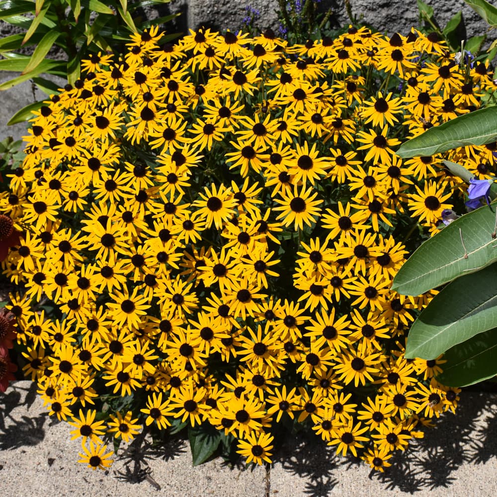 NetPS Plant Finder (www.netpsplantfinder.com)