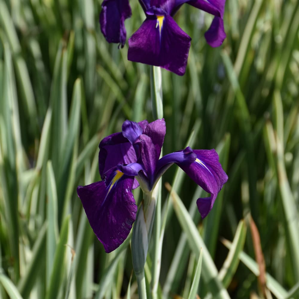 NetPS Plant Finder (www.netpsplantfinder.com)