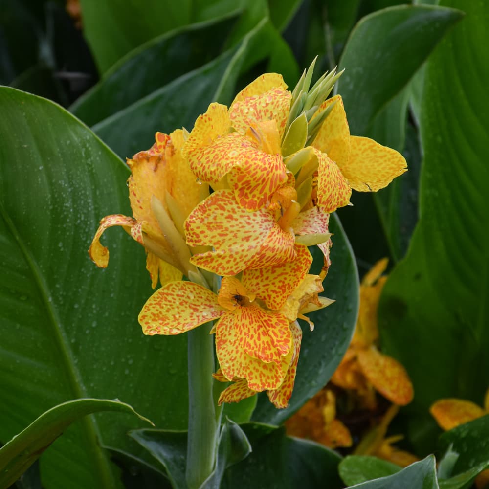 NetPS Plant Finder (www.netpsplantfinder.com)