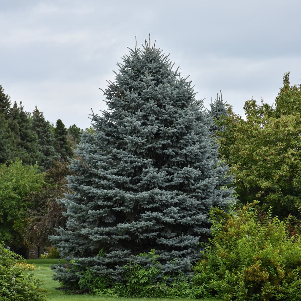 NetPS Plant Finder (www.netpsplantfinder.com)