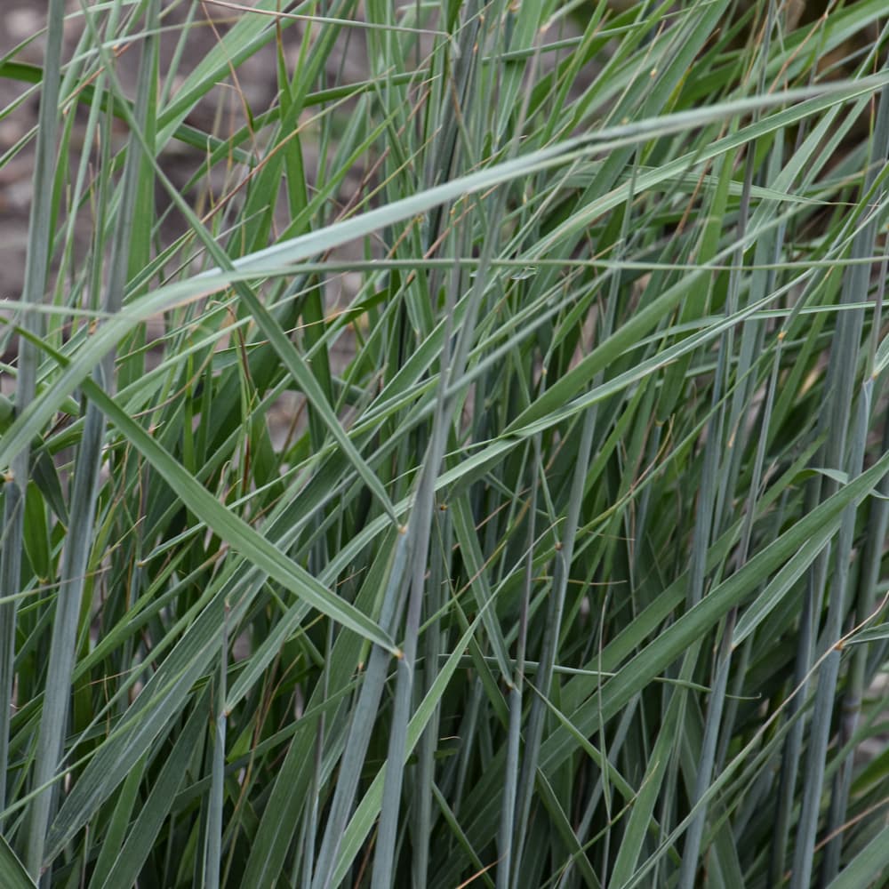 NetPS Plant Finder (www.netpsplantfinder.com)