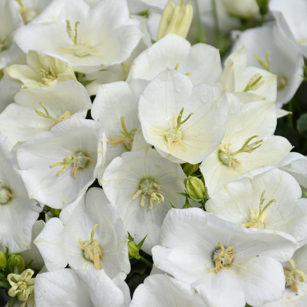 NetPS Plant Finder (www.netpsplantfinder.com)