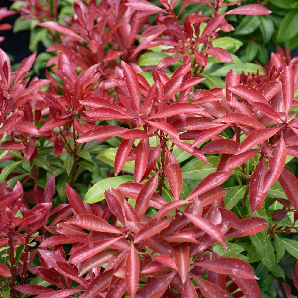 NetPS Plant Finder (www.netpsplantfinder.com)