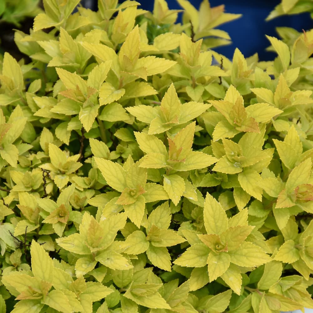 NetPS Plant Finder (www.netpsplantfinder.com)