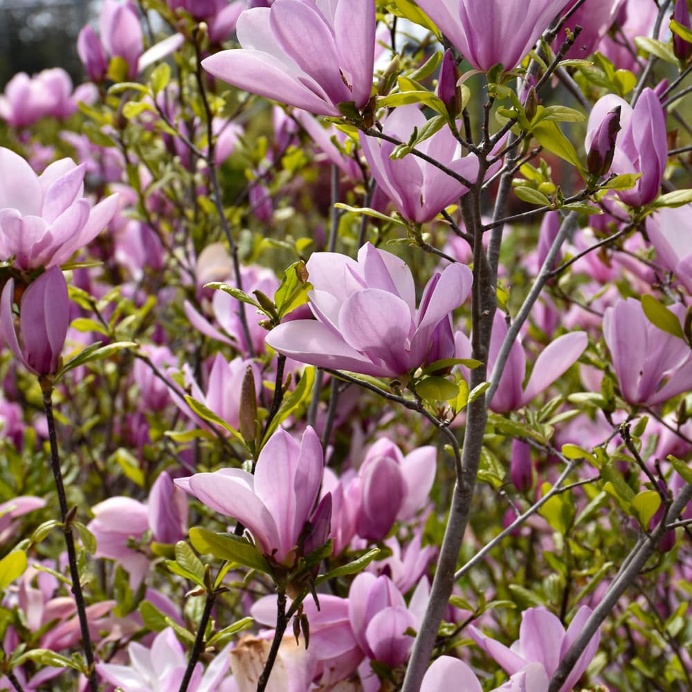 NetPS Plant Finder (www.netpsplantfinder.com)