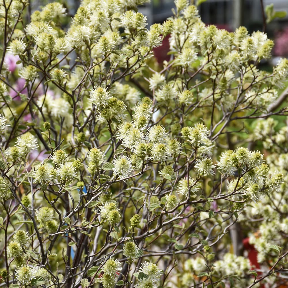 NetPS Plant Finder (www.netpsplantfinder.com)