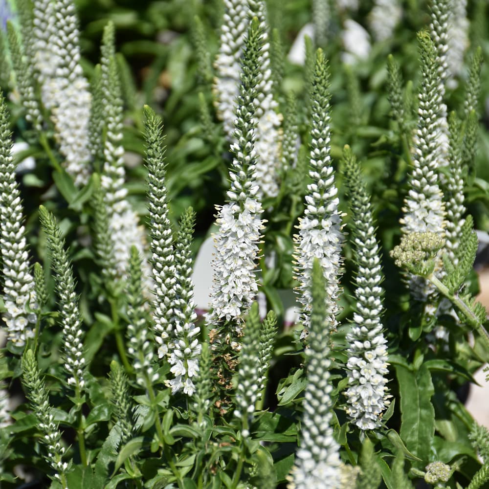 NetPS Plant Finder (www.netpsplantfinder.com)