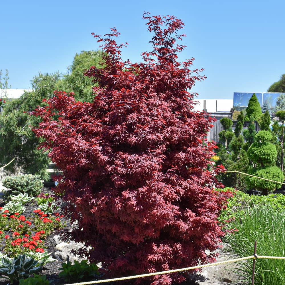 NetPS Plant Finder (www.netpsplantfinder.com)