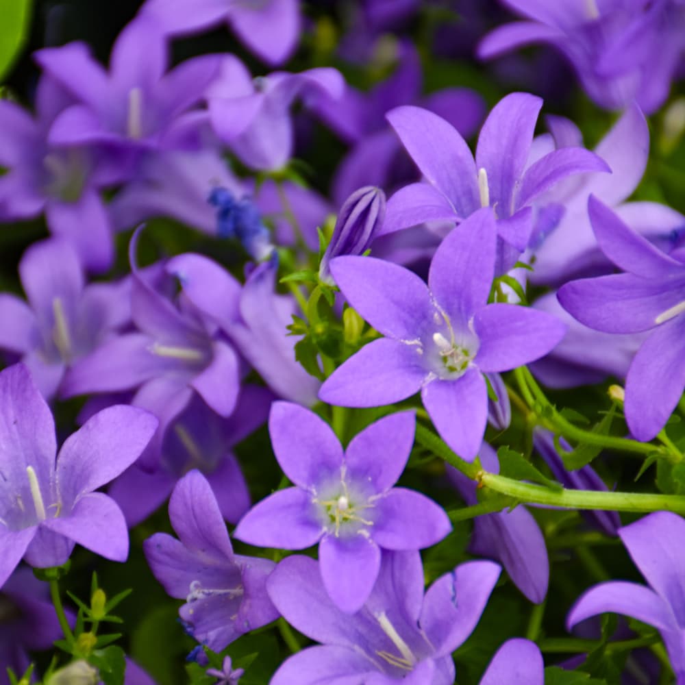 NetPS Plant Finder (www.netpsplantfinder.com)