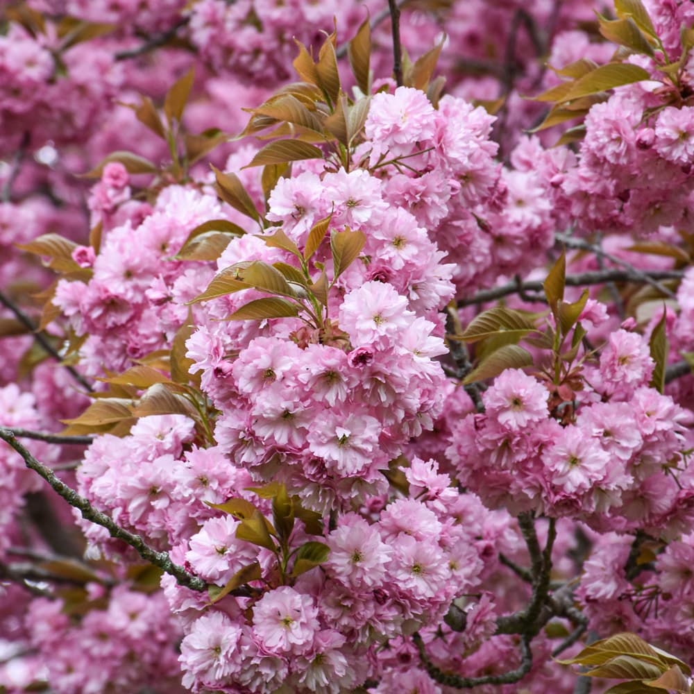 NetPS Plant Finder (www.netpsplantfinder.com)