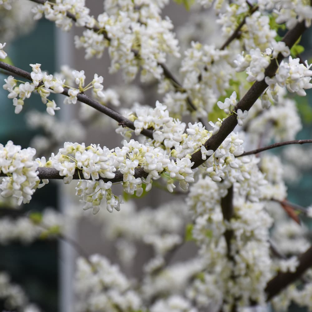 NetPS Plant Finder (www.netpsplantfinder.com)