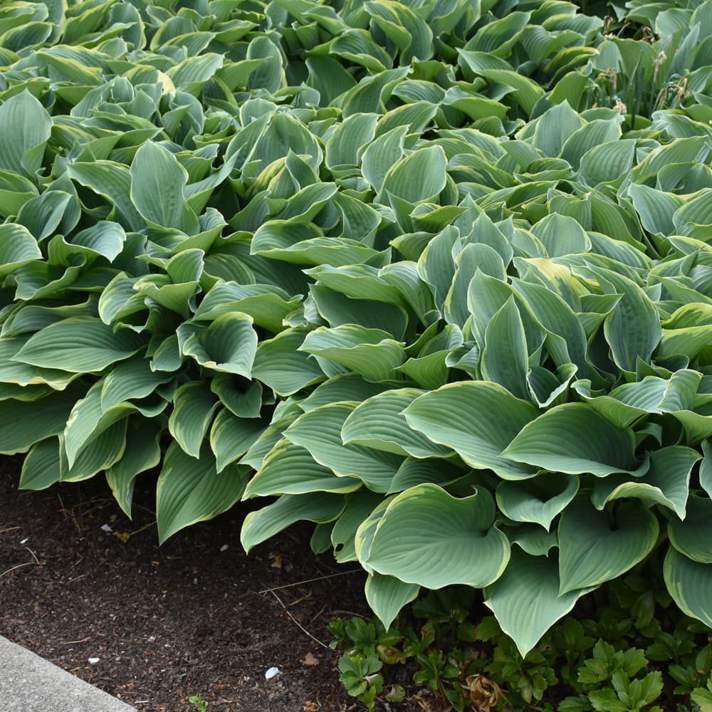 NetPS Plant Finder (www.netpsplantfinder.com)