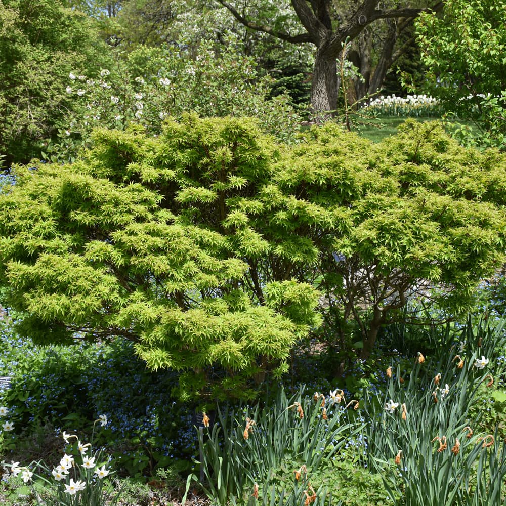 NetPS Plant Finder (www.netpsplantfinder.com)