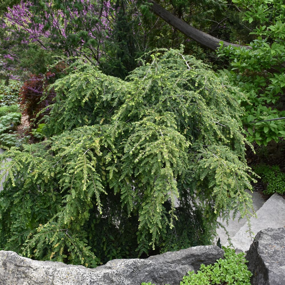 NetPS Plant Finder (www.netpsplantfinder.com)