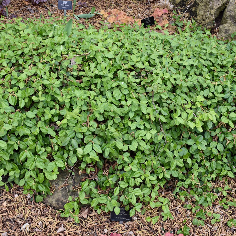 NetPS Plant Finder (www.netpsplantfinder.com)