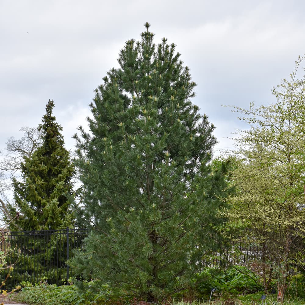 NetPS Plant Finder (www.netpsplantfinder.com)