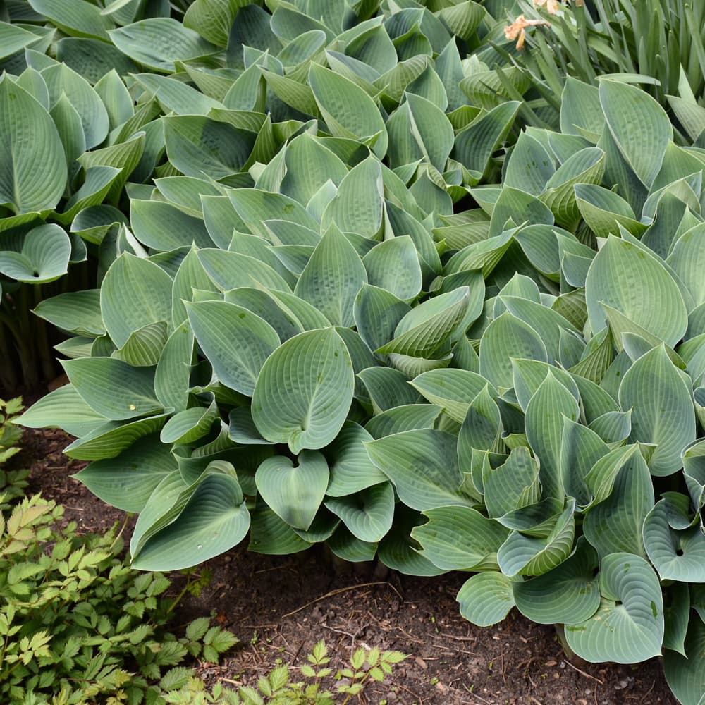 NetPS Plant Finder (www.netpsplantfinder.com)