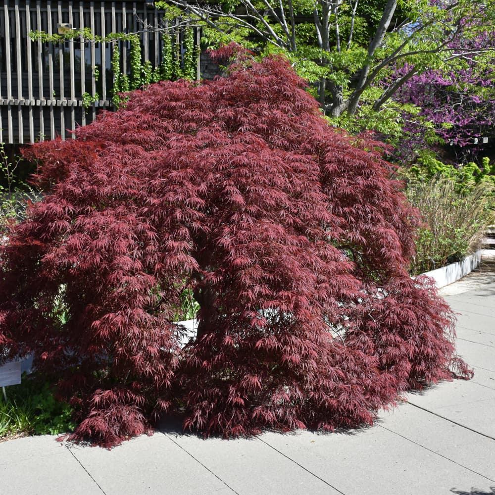 NetPS Plant Finder (www.netpsplantfinder.com)