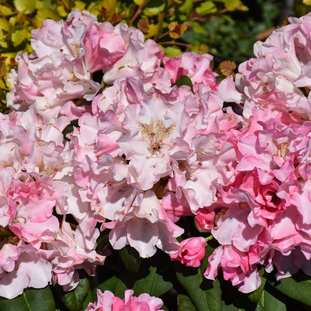 NetPS Plant Finder (www.netpsplantfinder.com)