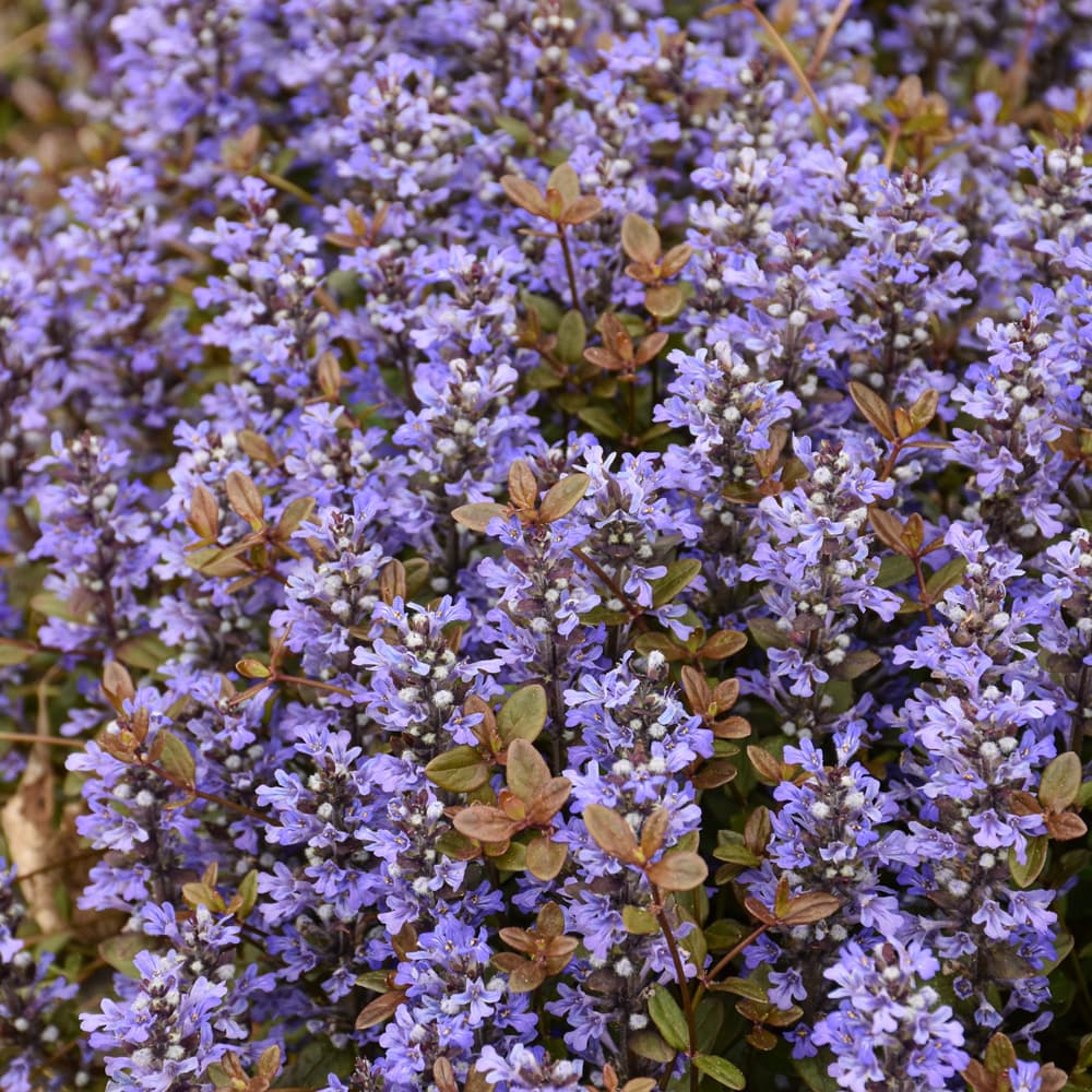 NetPS Plant Finder (www.netpsplantfinder.com)
