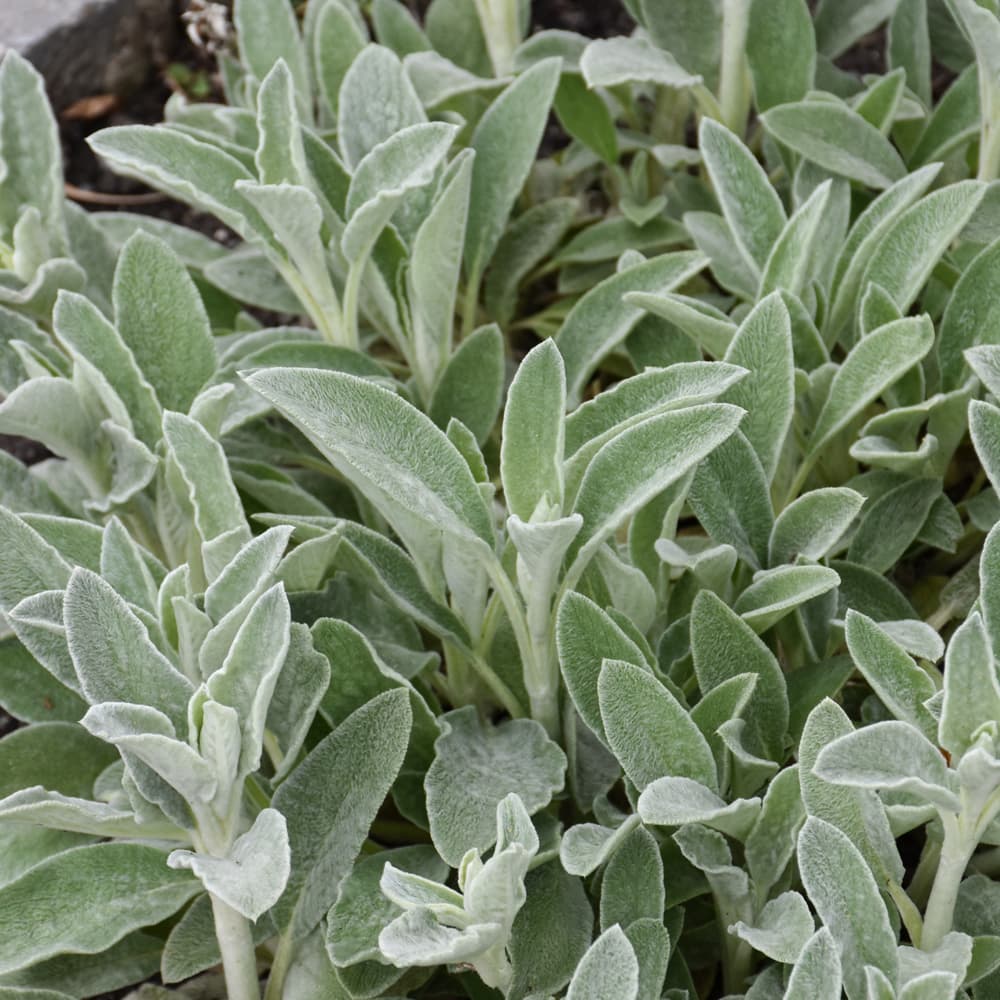 NetPS Plant Finder (www.netpsplantfinder.com)