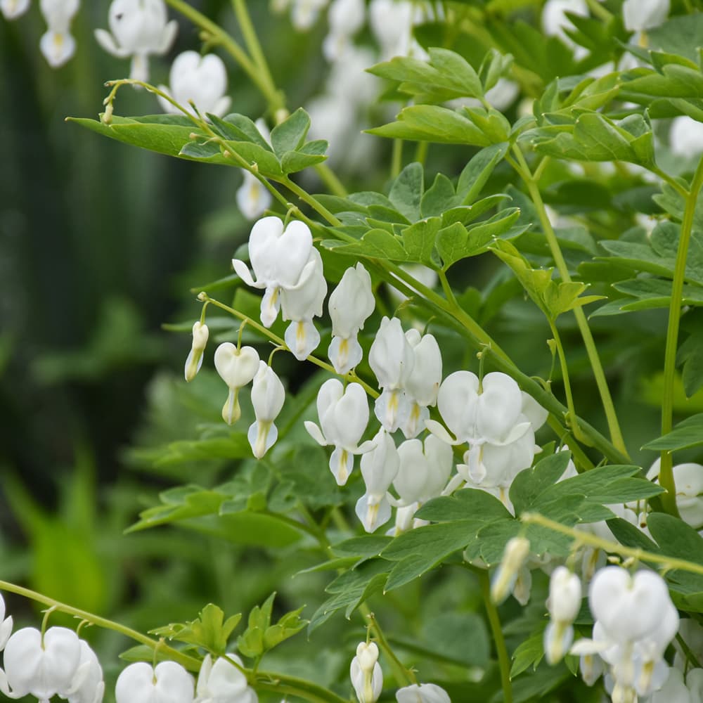 NetPS Plant Finder (www.netpsplantfinder.com)