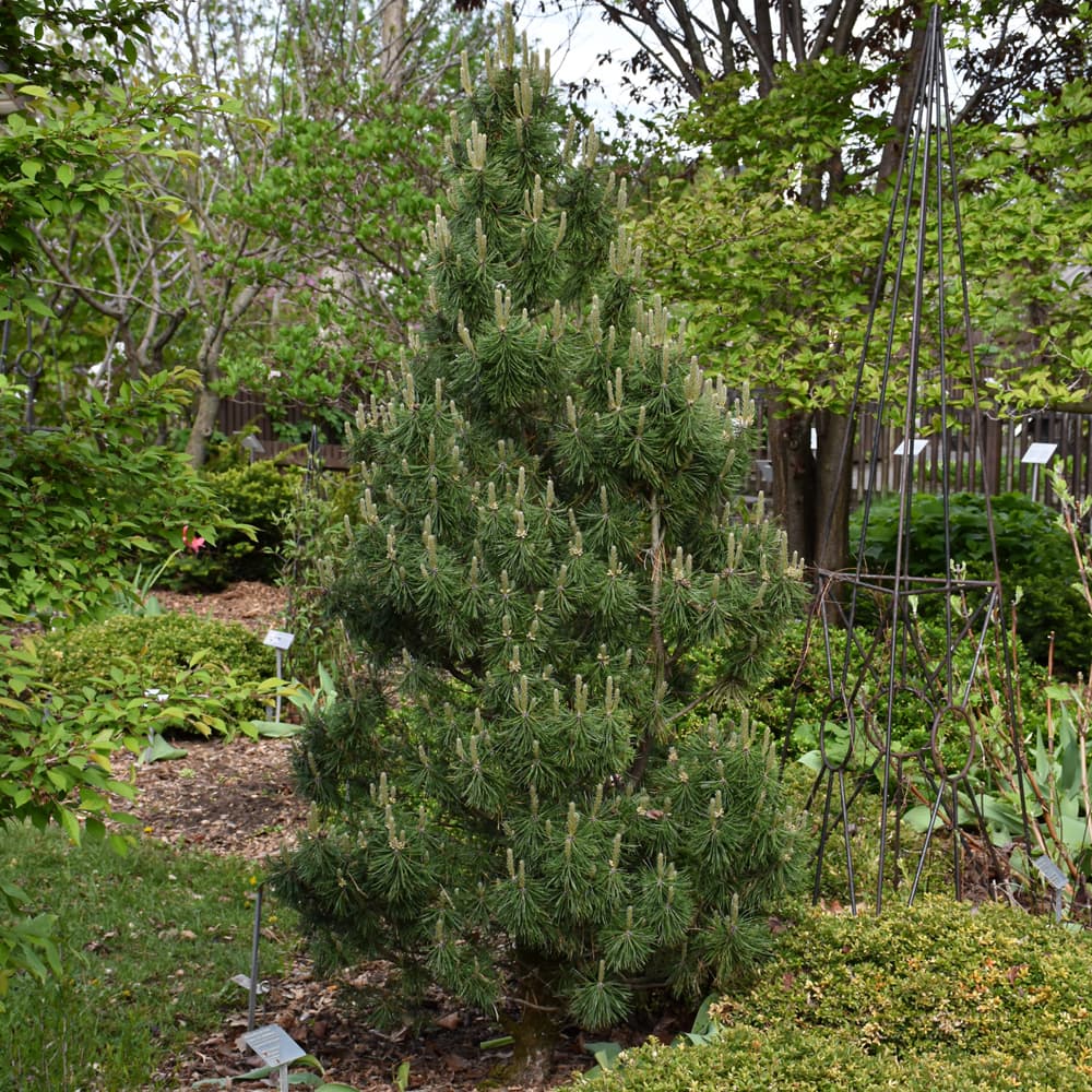 NetPS Plant Finder (www.netpsplantfinder.com)