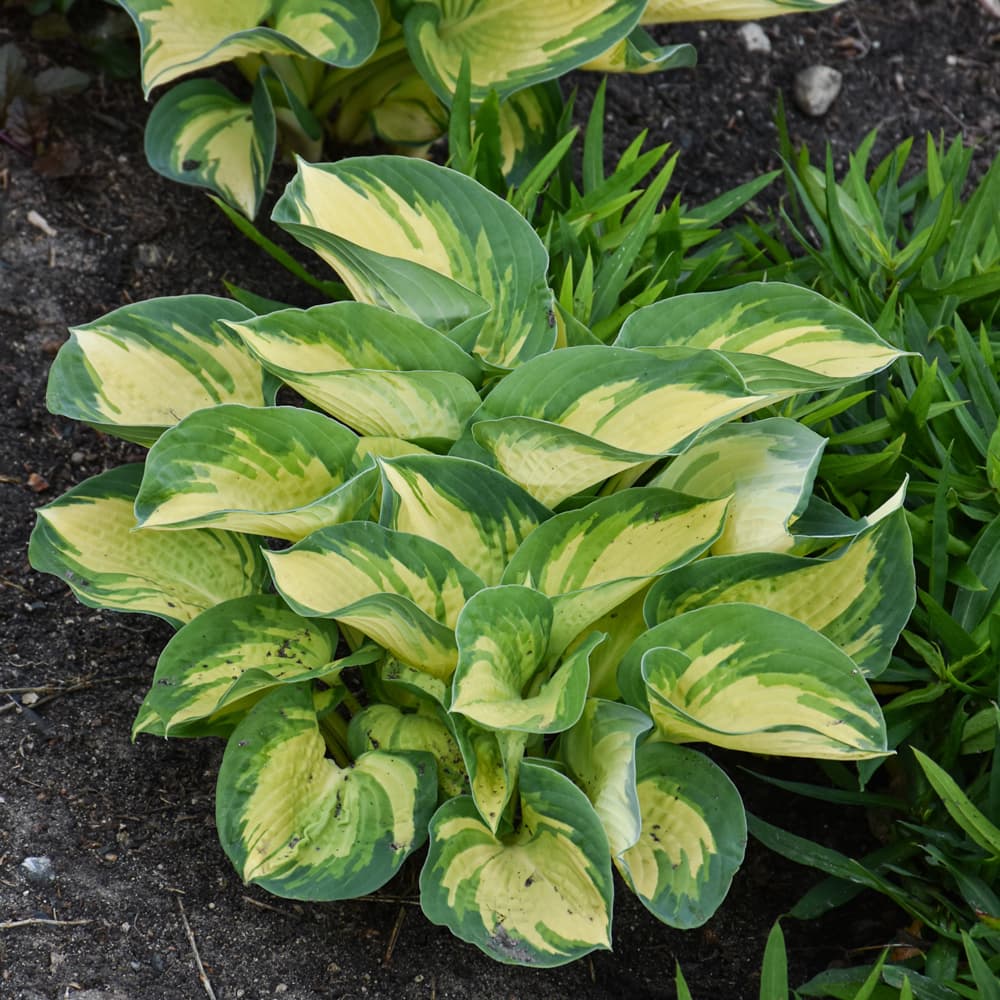 NetPS Plant Finder (www.netpsplantfinder.com)