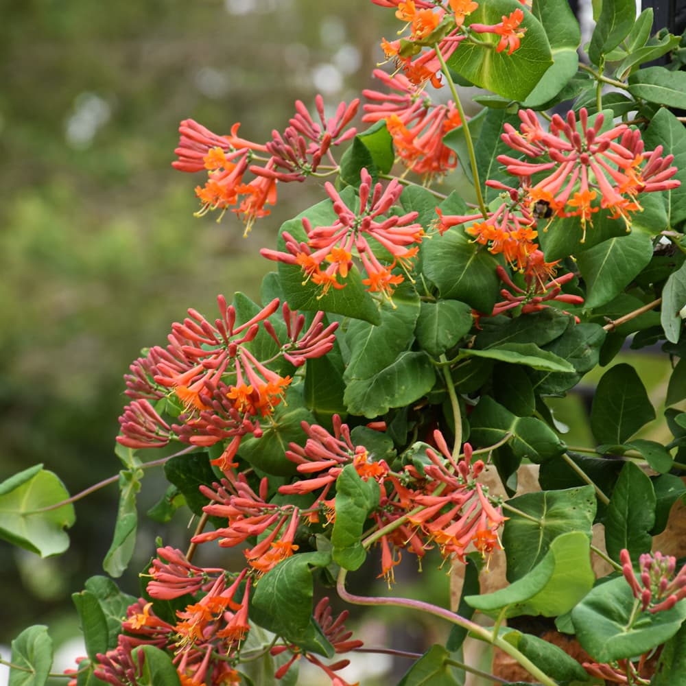 NetPS Plant Finder (www.netpsplantfinder.com)