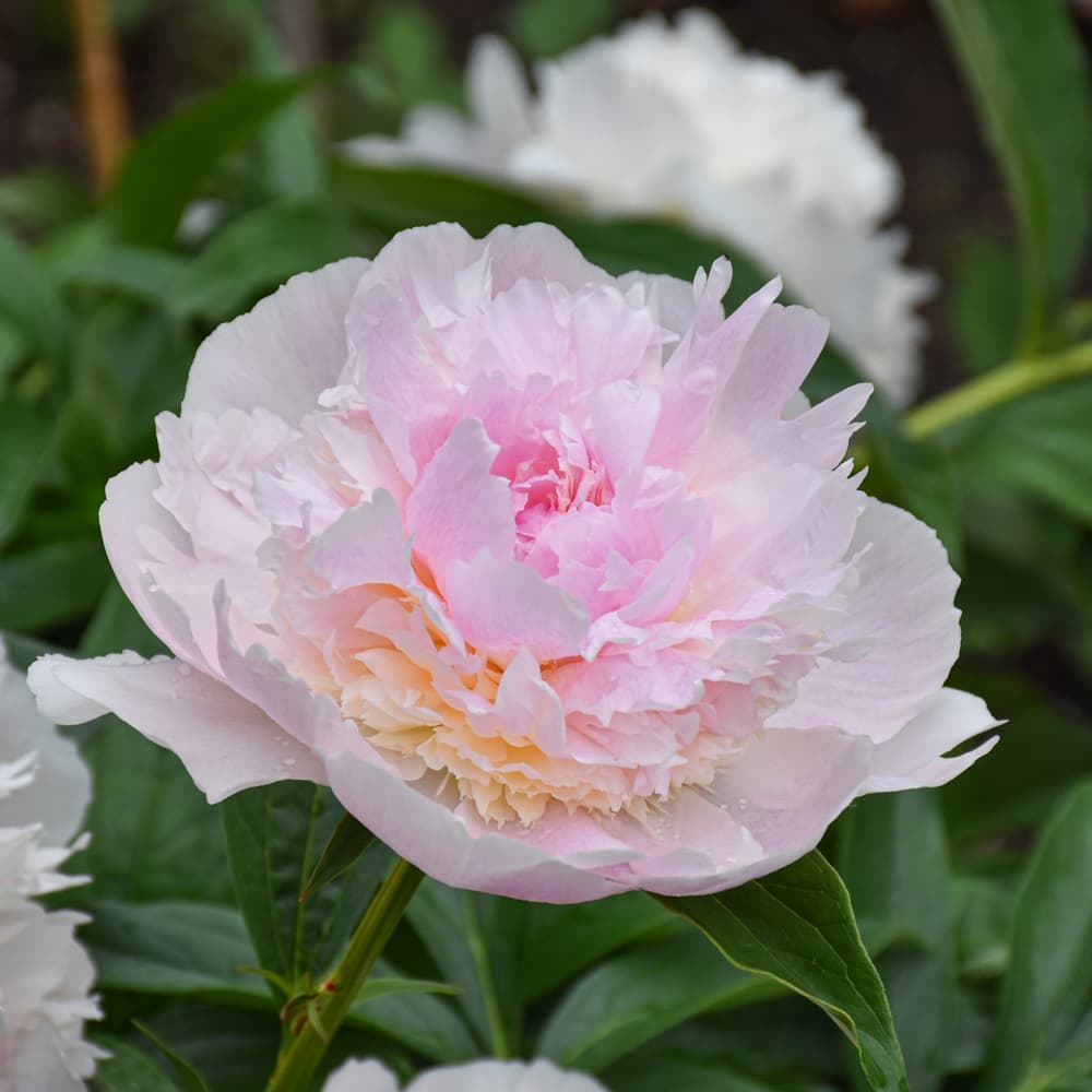 NetPS Plant Finder (www.netpsplantfinder.com)