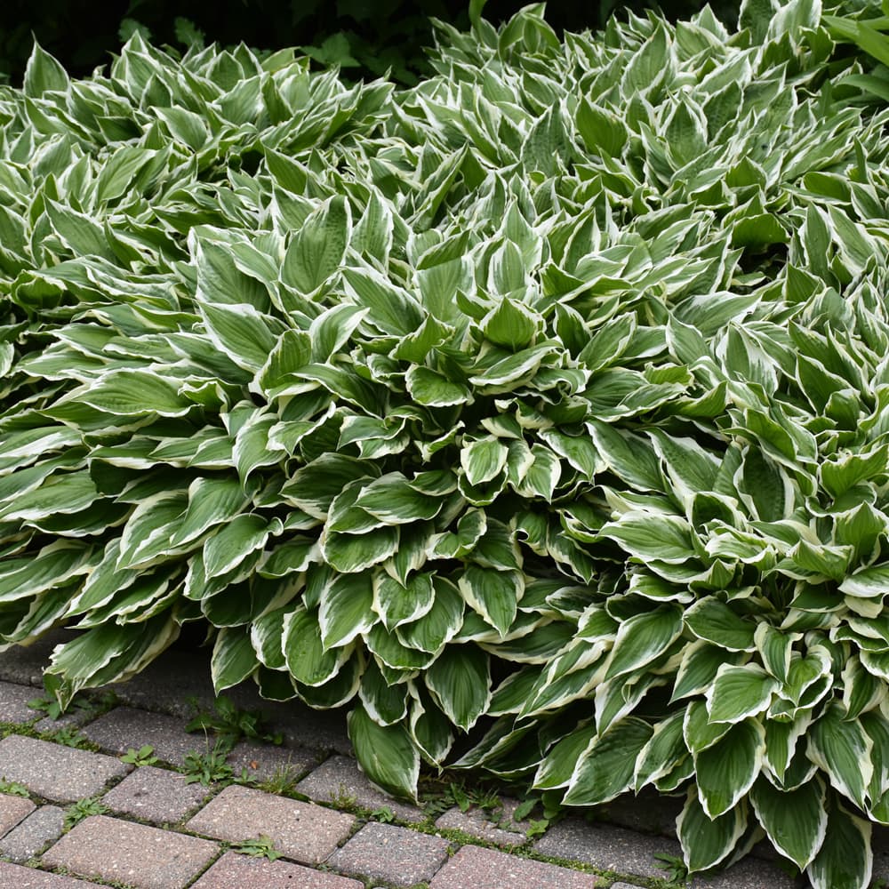 NetPS Plant Finder (www.netpsplantfinder.com)