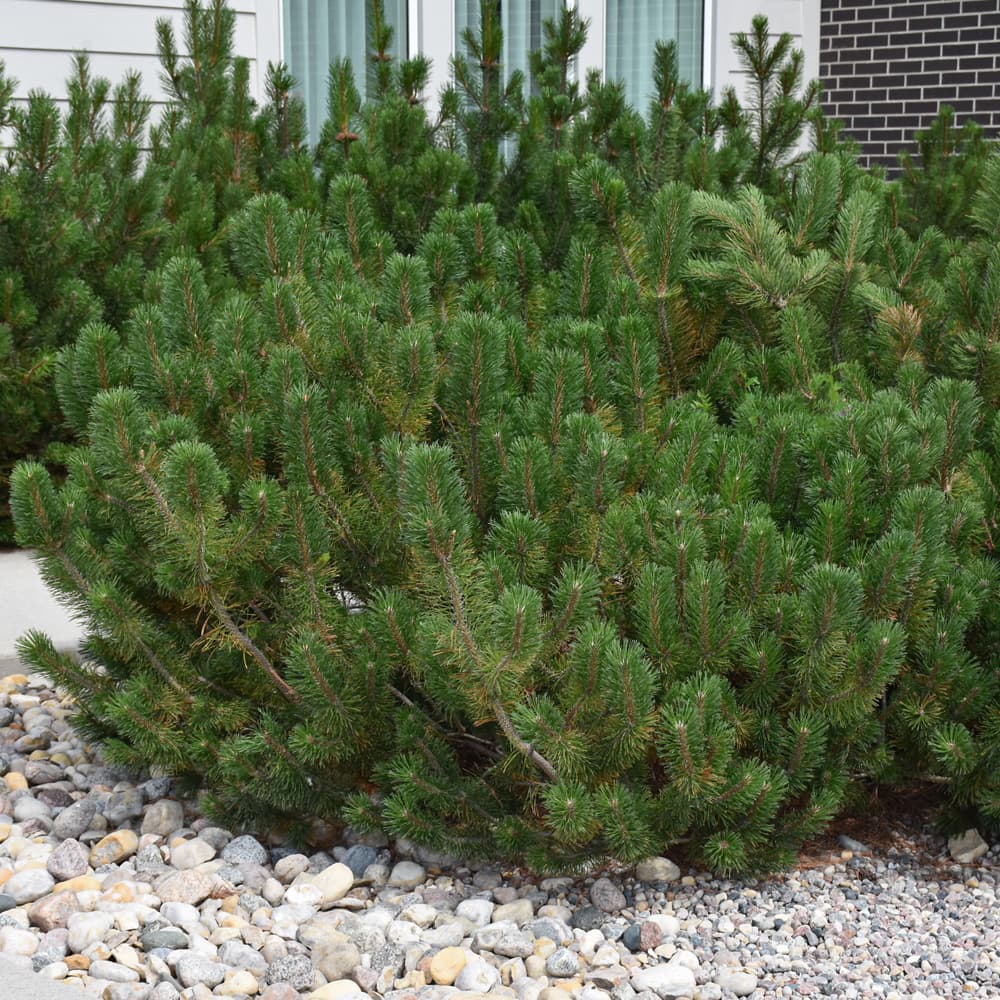 NetPS Plant Finder (www.netpsplantfinder.com)